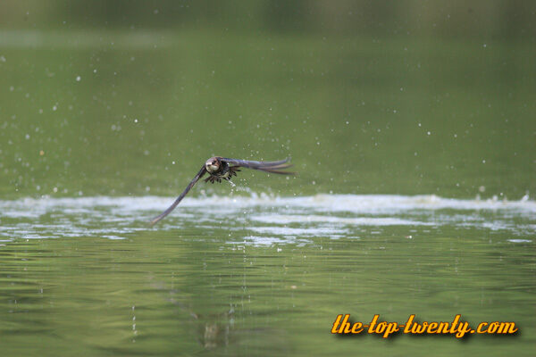 White throated needletail swift fastest animals